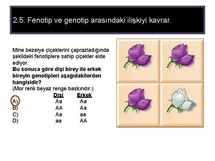 2. 5. Fenotip ve genotip arasındaki ilişkiyi kavrar. Mine bezelye çiçeklerini çaprazladığında şekildeki fenotiplere