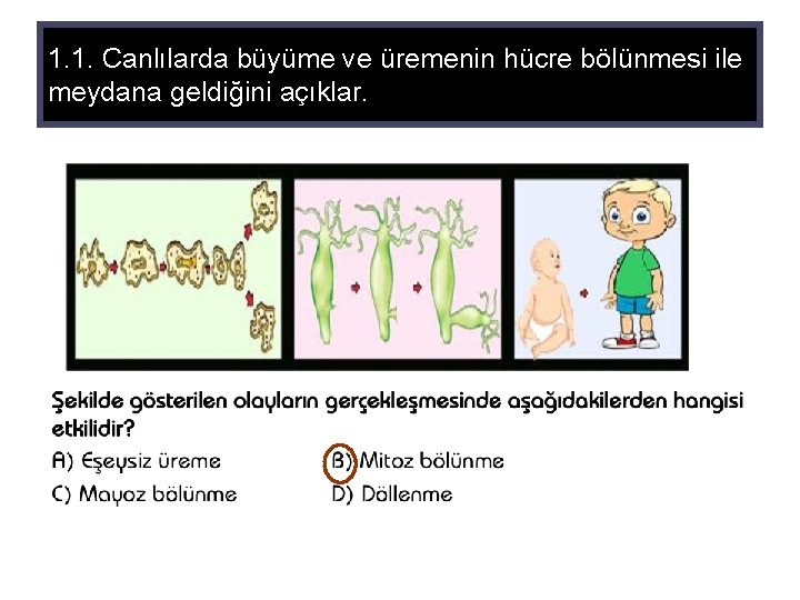 1. 1. Canlılarda büyüme ve üremenin hücre bölünmesi ile meydana geldiğini açıklar. 