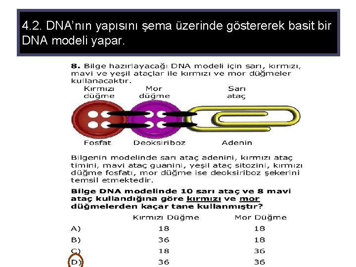 4. 2. DNA’nın yapısını şema üzerinde göstererek basit bir DNA modeli yapar. 
