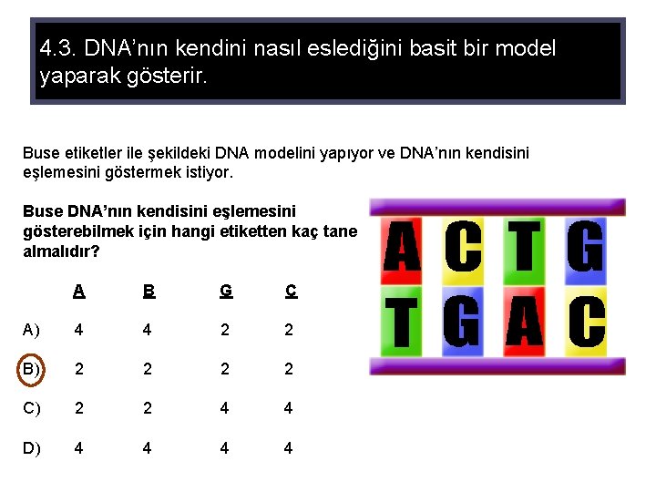 4. 3. DNA’nın kendini nasıl eslediğini basit bir model yaparak gösterir. Buse etiketler ile