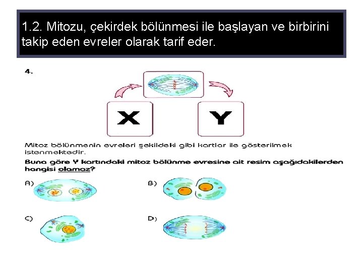 1. 2. Mitozu, çekirdek bölünmesi ile başlayan ve birbirini takip eden evreler olarak tarif