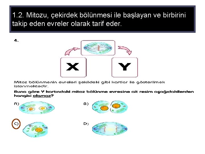 1. 2. Mitozu, çekirdek bölünmesi ile başlayan ve birbirini takip eden evreler olarak tarif