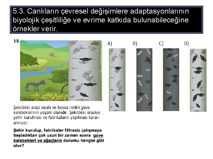 5. 3. Canlıların çevresel değişimlere adaptasyonlarının biyolojik çeşitliliğe ve evrime katkıda bulunabileceğine örnekler verir.