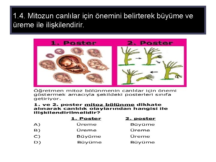 1. 4. Mitozun canlılar için önemini belirterek büyüme ve üreme ilişkilendirir. 