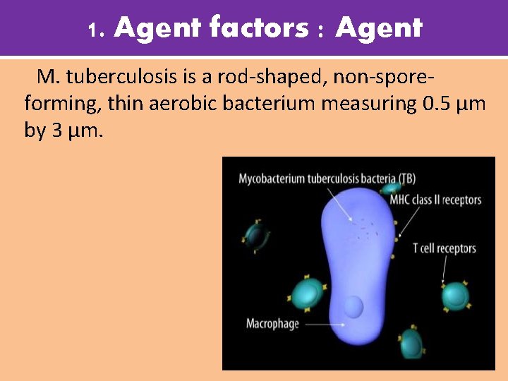 1. Agent factors : Agent M. tuberculosis is a rod-shaped, non-sporeforming, thin aerobic bacterium