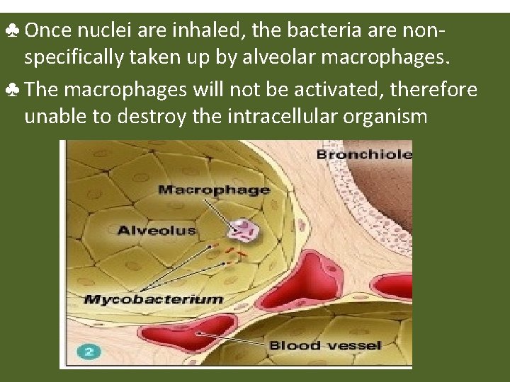 ♣ Once nuclei are inhaled, the bacteria are nonspecifically taken up by alveolar macrophages.