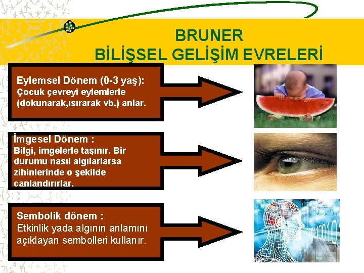 BRUNER BİLİŞSEL GELİŞİM EVRELERİ Eylemsel Dönem (0 -3 yaş): Çocuk çevreyi eylemlerle (dokunarak, ısırarak