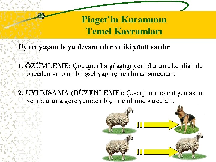 Piaget’in Kuramının Temel Kavramları Uyum yaşam boyu devam eder ve iki yönü vardır 1.