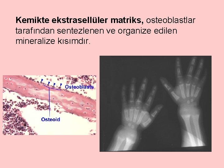 Kemikte ekstrasellüler matriks, osteoblastlar tarafından sentezlenen ve organize edilen mineralize kısımdır. 