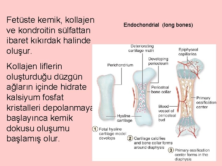 Fetüste kemik, kollajen ve kondroitin sülfattan ibaret kıkırdak halinde oluşur. Kollajen liflerin oluşturduğu düzgün