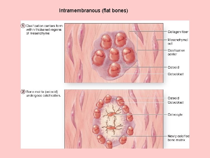 Intramembranous (flat bones) 