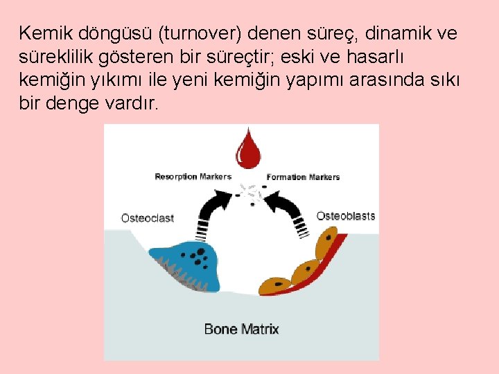 Kemik döngüsü (turnover) denen süreç, dinamik ve süreklilik gösteren bir süreçtir; eski ve hasarlı