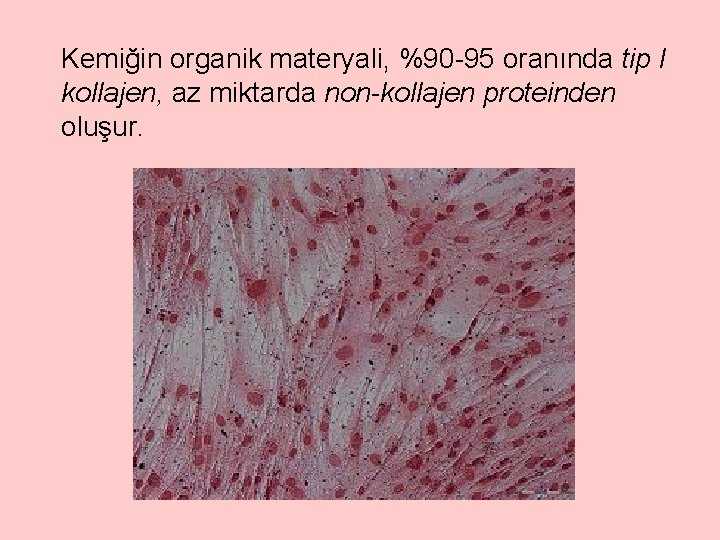 Kemiğin organik materyali, %90 -95 oranında tip I kollajen, az miktarda non-kollajen proteinden oluşur.