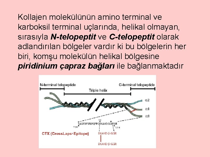 Kollajen molekülünün amino terminal ve karboksil terminal uçlarında, helikal olmayan, sırasıyla N-telopeptit ve C-telopeptit