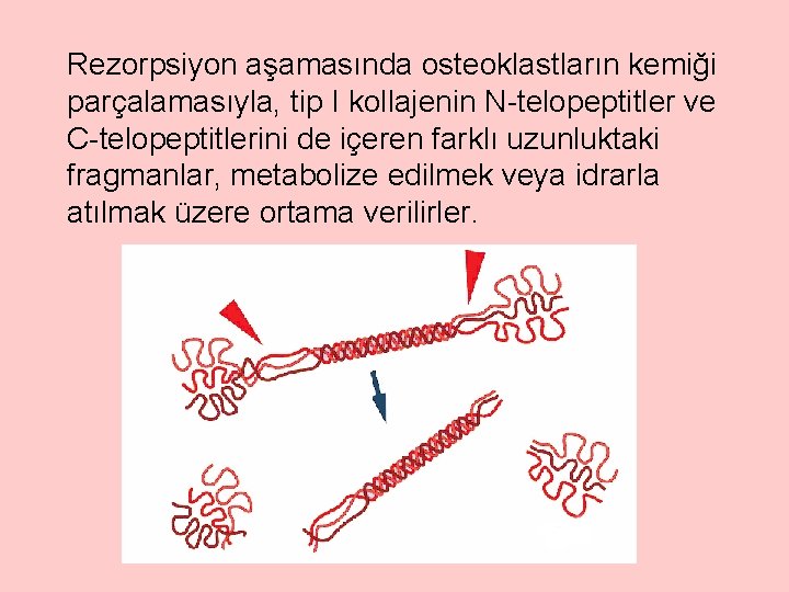Rezorpsiyon aşamasında osteoklastların kemiği parçalamasıyla, tip I kollajenin N-telopeptitler ve C-telopeptitlerini de içeren farklı