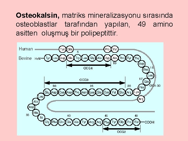 Osteokalsin, matriks mineralizasyonu sırasında osteoblastlar tarafından yapılan, 49 amino asitten oluşmuş bir polipeptittir. 