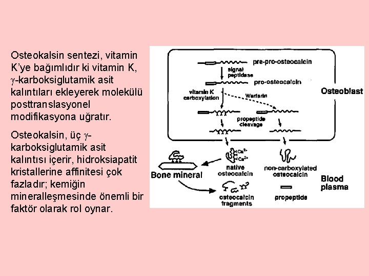 Osteokalsin sentezi, vitamin K’ye bağımlıdır ki vitamin K, -karboksiglutamik asit kalıntıları ekleyerek molekülü posttranslasyonel