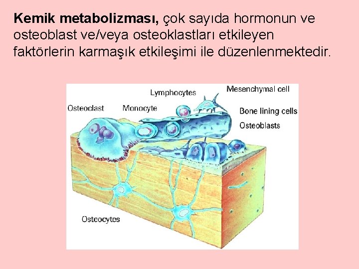 Kemik metabolizması, çok sayıda hormonun ve osteoblast ve/veya osteoklastları etkileyen faktörlerin karmaşık etkileşimi ile