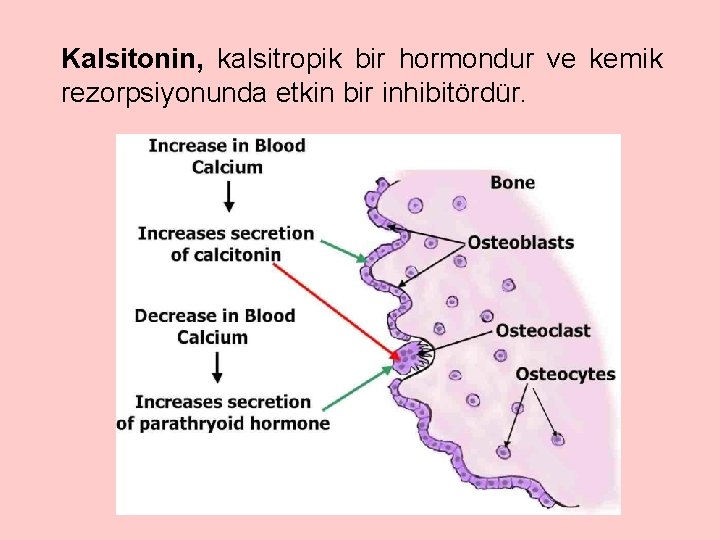 Kalsitonin, kalsitropik bir hormondur ve kemik rezorpsiyonunda etkin bir inhibitördür. 