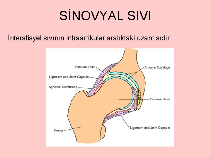 SİNOVYAL SIVI İnterstisyel sıvının intraartiküler aralıktaki uzantısıdır 
