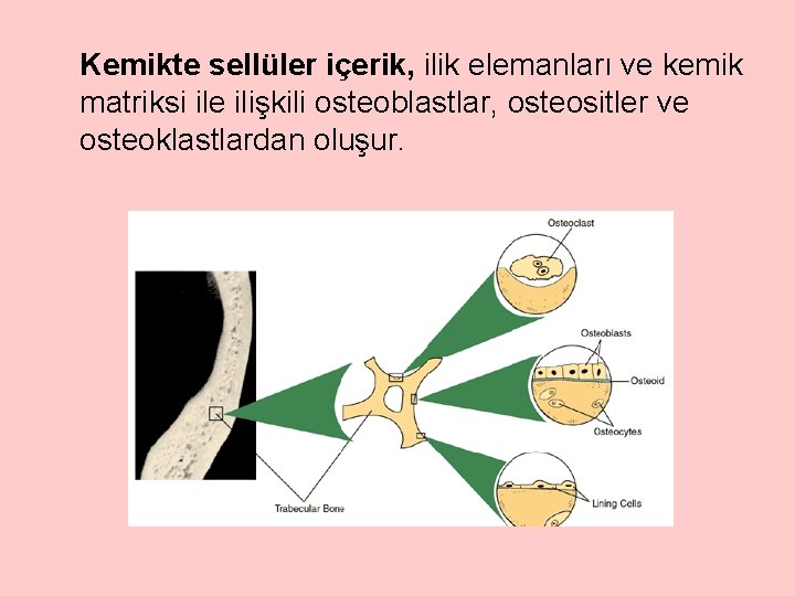 Kemikte sellüler içerik, ilik elemanları ve kemik matriksi ile ilişkili osteoblastlar, osteositler ve osteoklastlardan