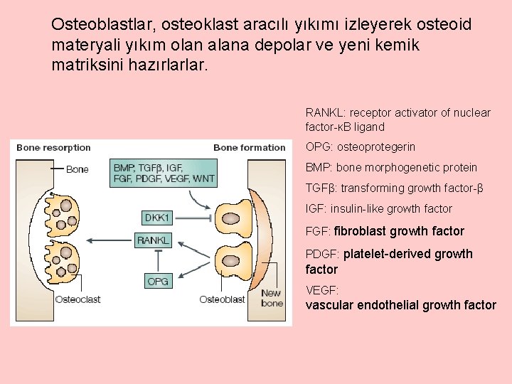 Osteoblastlar, osteoklast aracılı yıkımı izleyerek osteoid materyali yıkım olan alana depolar ve yeni kemik