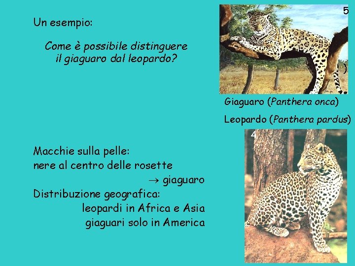 5 Un esempio: Come è possibile distinguere il giaguaro dal leopardo? ) Giaguaro (Panthera