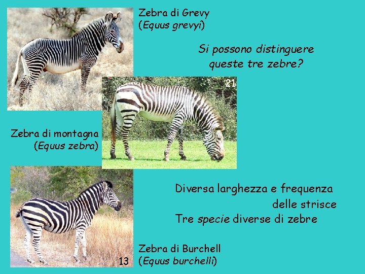 Zebra di Grevy (Equus grevyi) Si possono distinguere queste tre zebre? 21 Zebra di