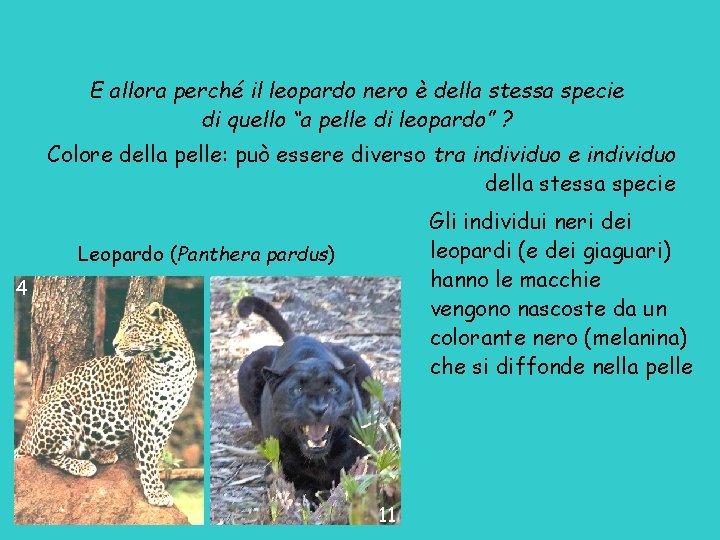 E allora perché il leopardo nero è della stessa specie di quello “a pelle