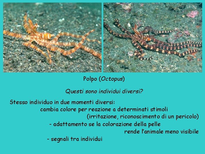 Polpo (Octopus) Questi sono individui diversi? Stesso individuo in due momenti diversi: cambia colore