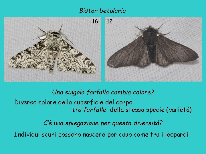 Biston betularia 16 12 Una singola farfalla cambia colore? Diverso colore della superficie del