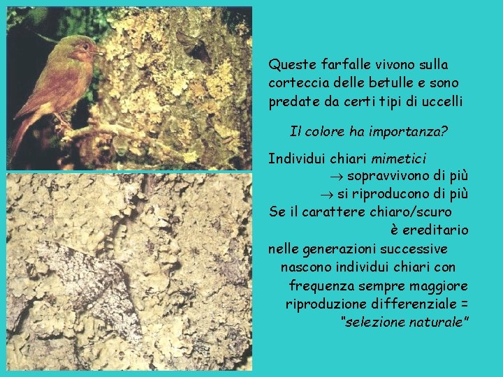 Queste farfalle vivono sulla corteccia delle betulle e sono predate da certi tipi di