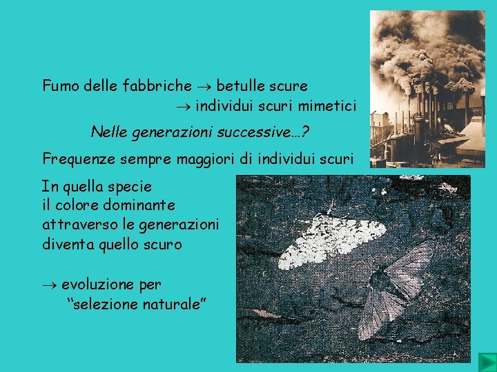 Fumo delle fabbriche betulle scure individui scuri mimetici Nelle generazioni successive…? Frequenze sempre maggiori