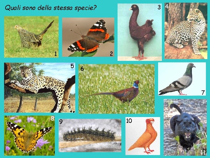 3 4 Quali sono della stessa specie? 1 2 5 6 7 8 9