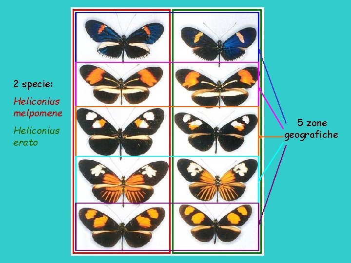 2 specie: Heliconius melpomene Heliconius erato 5 zone geografiche 