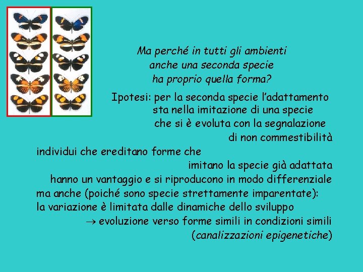 Ma perché in tutti gli ambienti anche una seconda specie ha proprio quella forma?