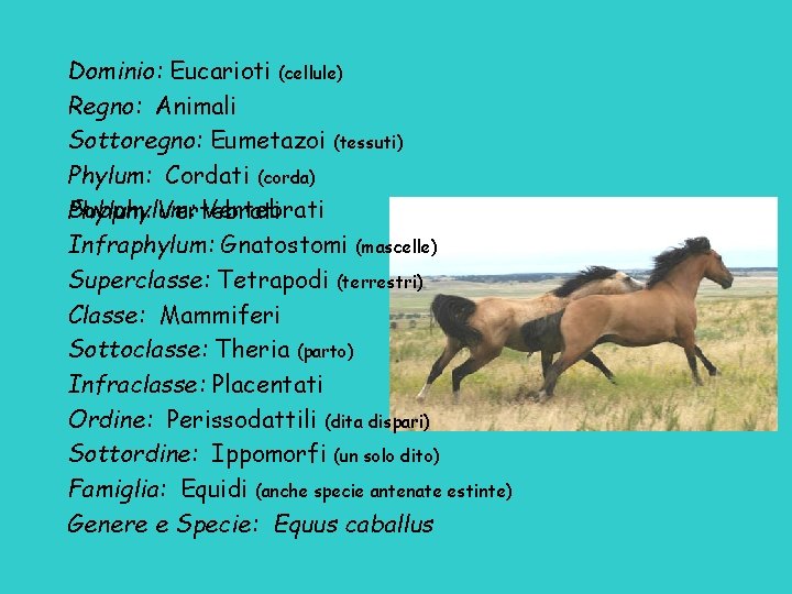 Dominio: Eucarioti (cellule) Regno: Animali Sottoregno: Eumetazoi (tessuti) Phylum: Cordati (corda) Subphylum: Vertebrati Phylum: