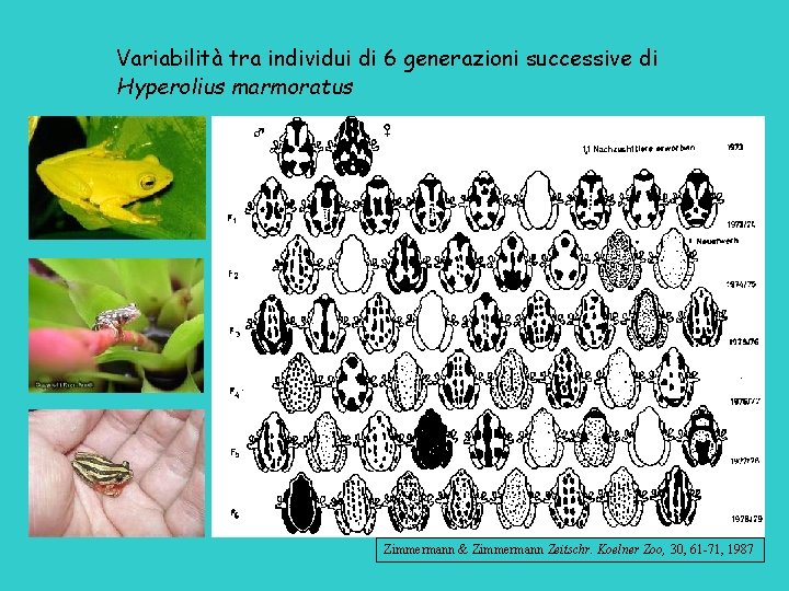 Variabilità tra individui di 6 generazioni successive di Hyperolius marmoratus Zimmermann & Zimmermann Zeitschr.