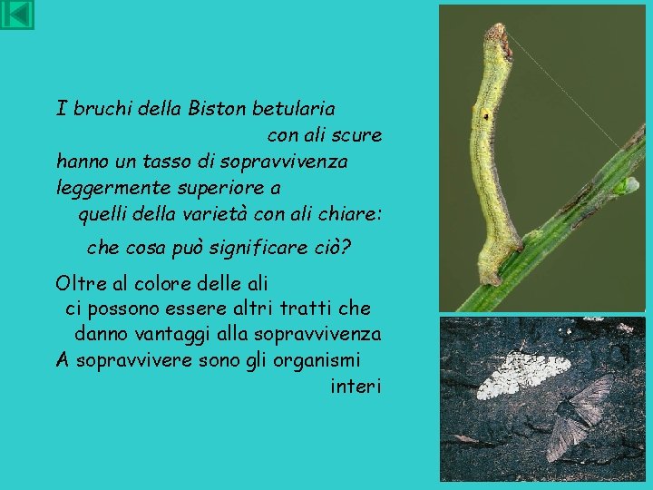 I bruchi della Biston betularia con ali scure hanno un tasso di sopravvivenza leggermente