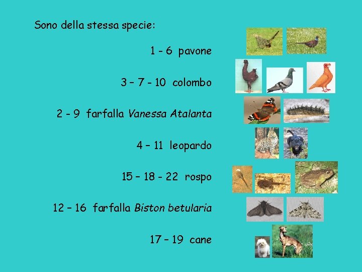 Sono della stessa specie: 1 - 6 pavone 3 – 7 - 10 colombo