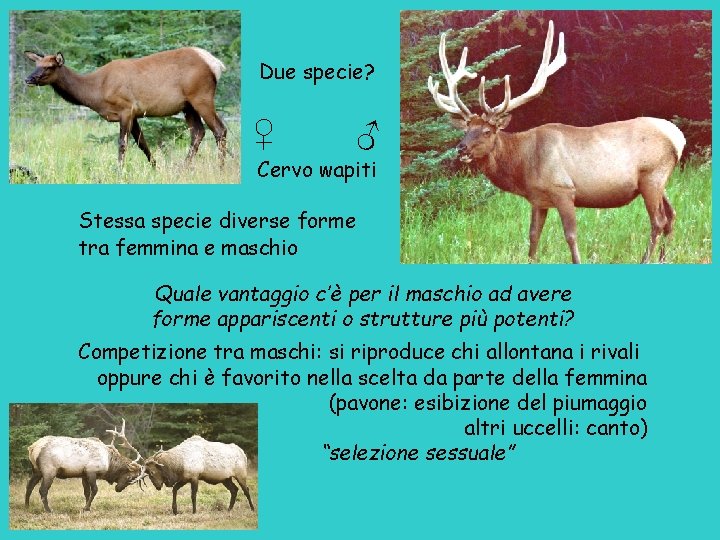 Due specie? ♀ ♂ Cervo wapiti Stessa specie diverse forme tra femmina e maschio