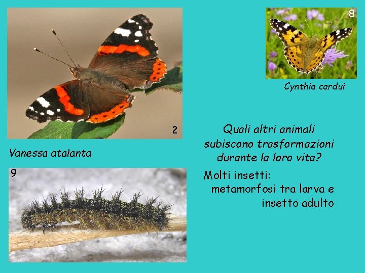 8 Cynthia cardui 2 Vanessa atalanta 9 Quali altri animali subiscono trasformazioni durante la