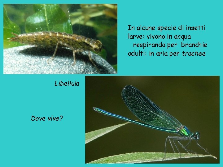 In alcune specie di insetti larve: vivono in acqua respirando per branchie adulti: in