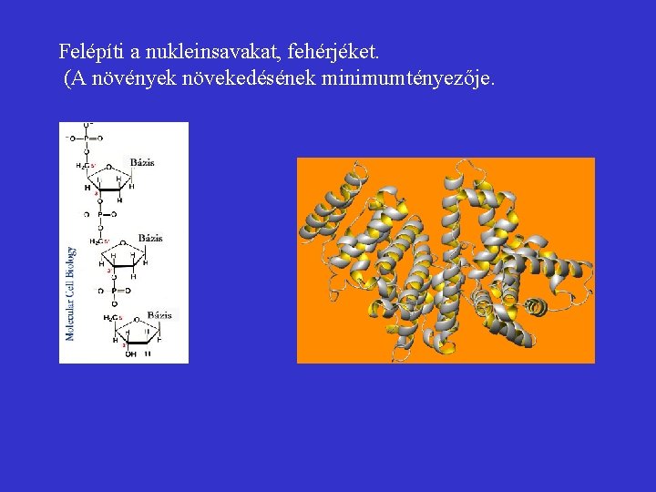 Felépíti a nukleinsavakat, fehérjéket. (A növények növekedésének minimumtényezője. Nitrogén biológiai jelentősége 