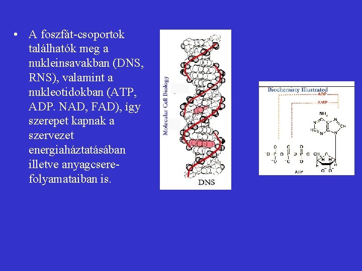  • A foszfát-csoportok találhatók meg a nukleinsavakban (DNS, RNS), valamint a nukleotidokban (ATP,