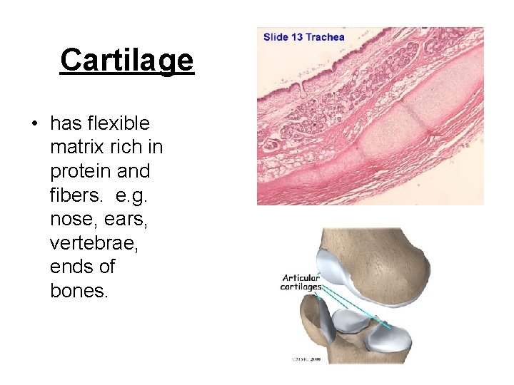 Cartilage • has flexible matrix rich in protein and fibers. e. g. nose, ears,