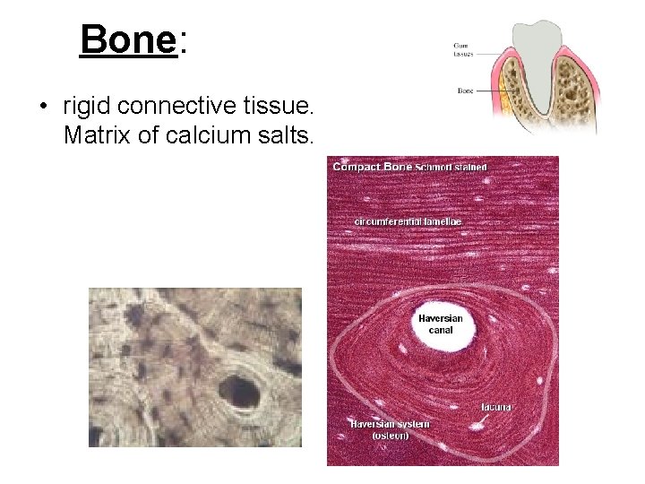 Bone: • rigid connective tissue. Matrix of calcium salts. 