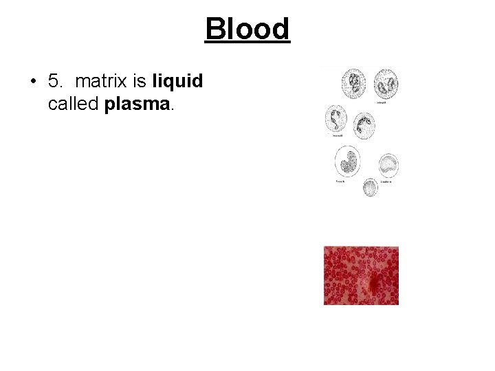 Blood • 5. matrix is liquid called plasma. 