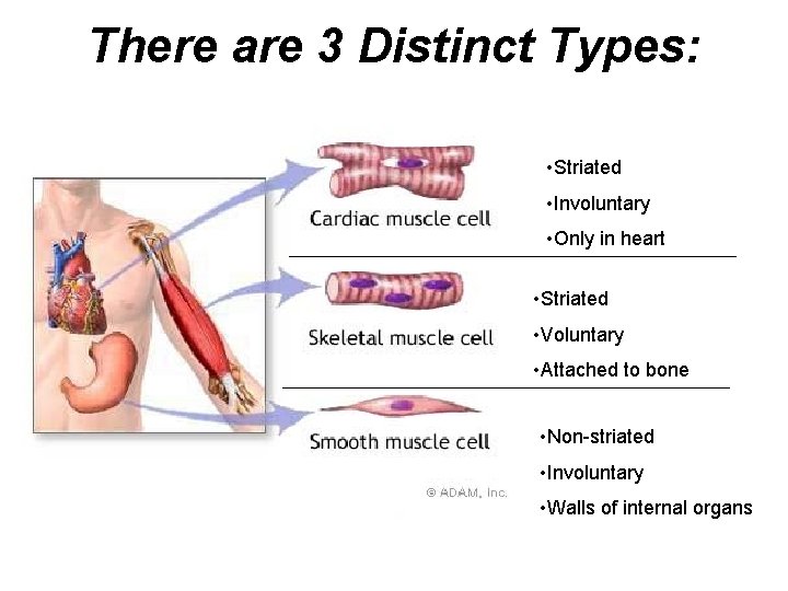 There are 3 Distinct Types: • Striated • Involuntary • Only in heart •