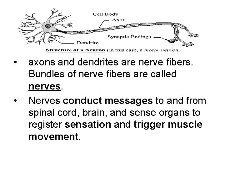  • • axons and dendrites are nerve fibers. Bundles of nerve fibers are